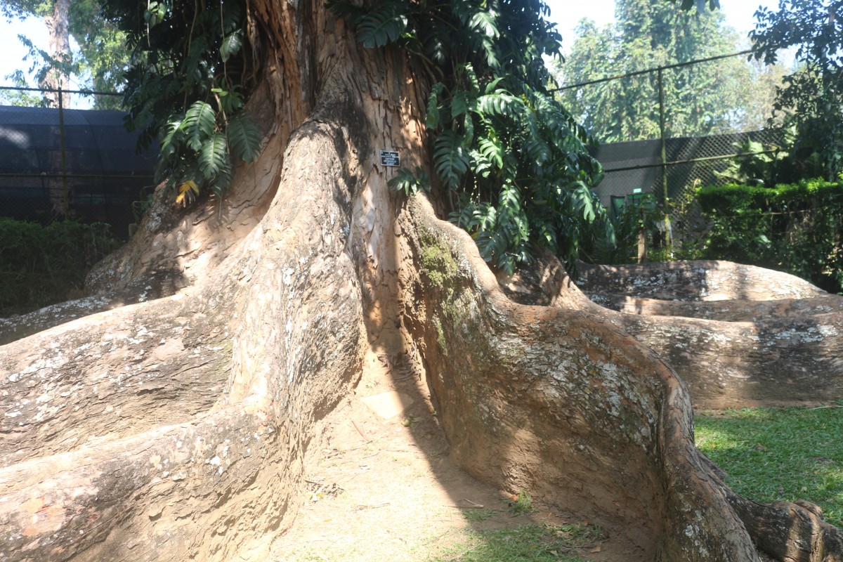 Swietenia macrophylla King